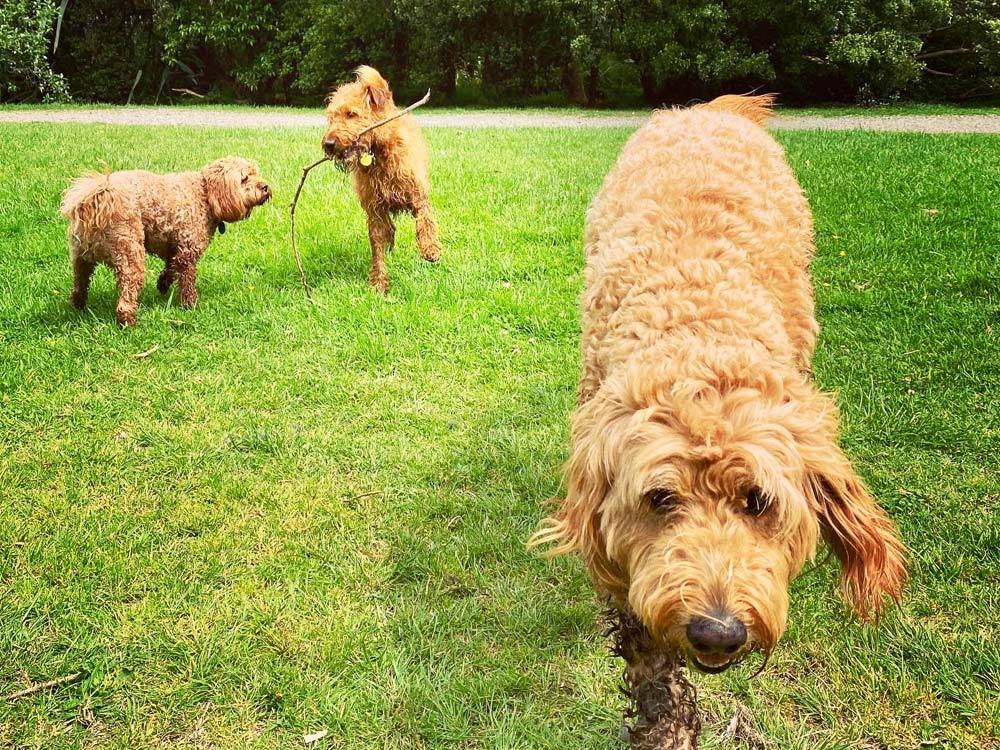 Dog Walking Service Remuera Small Dog & Puppy Walker Epsom