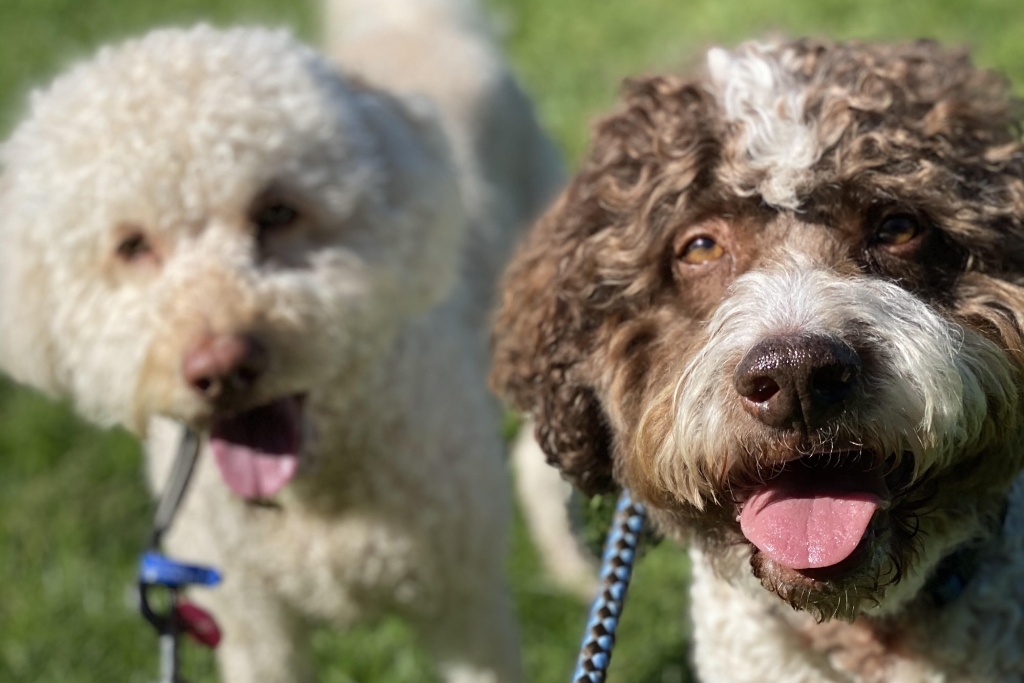 Dog Walking Service Remuera Small Dog & Puppy Walker Epsom